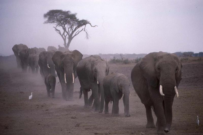 WT 210-11 Kenya Amboseli Elephants.jpg